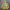 Kensho Abe Streetwear Sportswear Windbreaker Wanita Green Khaki