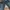 Lee Vintage Streetwear Jeans Pria blue photo 7