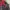 Biker Indie Windbreaker Pria Red Black