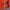 Nike Vintage Sportswear Jersey Pria orange photo 5