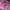 Vintage Wanita pink photo 1