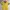 Giordano Casual Wanita yellow photo 1