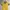 Giordano Casual Wanita Yellow