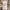 Avirex Casual Denim jacket Pria tan photo 7