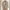 Avirex Casual Denim jacket Pria tan photo 1