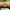 Seiko Luxury Casual Pria gold photo 4