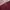 Vintage Streetwear Fleece Pria burgundy photo 4