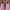 Adidas Streetwear Sneakers Wanita pink photo 3