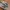 New Balance Sportswear Sneakers Pria tan gray photo 4