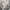 Japanese brand Casual Formal pants Pria cream photo 2