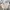 Japanese brand Casual Formal pants Pria cream photo 1