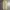 Uniqlo Streetwear Casual Casual pants Pria tan cream photo 2