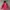 Gorpcore Sportswear Puffer Jacket Pria Red Black
