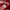 Adidas Indie Casual Sneakers Pria white red photo 8