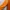Vintage Pakaian adat Kebaya Wanita orange photo 4