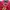 Karl Kani Y2K Track jacket Pria red photo 2