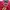 Karl Kani Y2K Track Jacket Pria Red