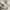 Balenciaga Streetwear Casual Sneakers Wanita white cream photo 5