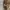 Realtree Vintage Streetwear Hat Pria brown photo 3