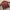 ZARA Minimalist Casual Harrington jacket Pria red brown photo 6