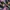 Japanese brand Grunge Coquette Midi dress Wanita purple black photo 2