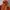 The North Face Gorpcore Sportswear Puffer jacket Pria orange photo 2