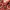 WHO.A.U Casual Hoody Pria red photo 3