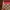 Arnaldo Basini Casual Crossbody Bag Wanita red photo 4