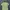 Evisu Casual T-shirt Pria Green