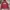 Dickies Streetwear Fleece Pria red photo 1