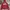 Dickies Streetwear Fleece Pria Red