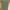 Polo Ralph Lauren Streetwear Biker Casual trouser Wanita green photo 8