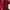 Coquette Wanita red photo 1