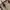Michael Kors Luxury Casual Handbag Wanita white brown photo 1