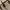 Michael Kors Luxury Casual Handbag Wanita White Brown