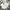 Uniqlo Casual Formal pants Pria white photo 1