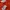 Adidas Casual Hoody Pria red photo 4