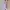 Fairy Bodycon dress Wanita pink photo 1