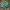 Vintage Indie Short Pria Green Blue