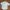 Polo Ralph Lauren Casual Casual Shirt Pria White Yellow