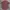 Polo Ralph Lauren Vintage Casual Casual Shirt Pria Pink
