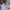 A Bathing Ape Casual Hoody Pria purple cream photo 3
