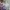 A Bathing Ape Casual Hoody Pria purple cream photo 6
