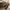 Sophie Martin Vintage Y2K Crossbody Bag Wanita tan photo 3