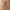 MUSINSA STANDARD Minimalist Casual Formal pants Pria brown photo 4