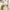 Vintage Crop top Wanita cream photo 1