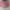 Minimalist Crop top Wanita pink photo 1