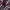 Uniqlo Gorpcore Casual Casual pants Pria red photo 3