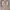 Luxury Jumpsuit Wanita tan photo 1