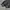 Adidas Sportswear Casual Hoody Pria gray photo 2